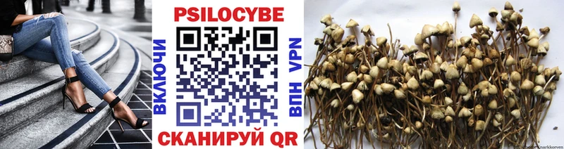 купить  цена  Омск  Псилоцибиновые грибы Psilocybe 